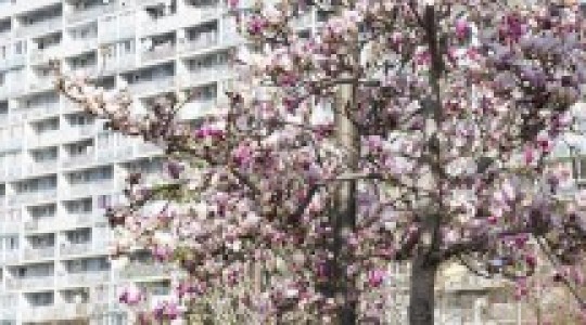 la courneuve 