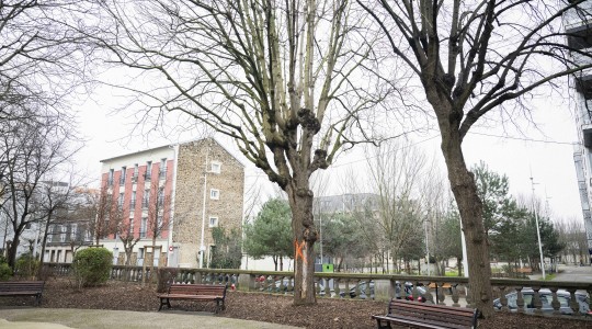 Arbre malade