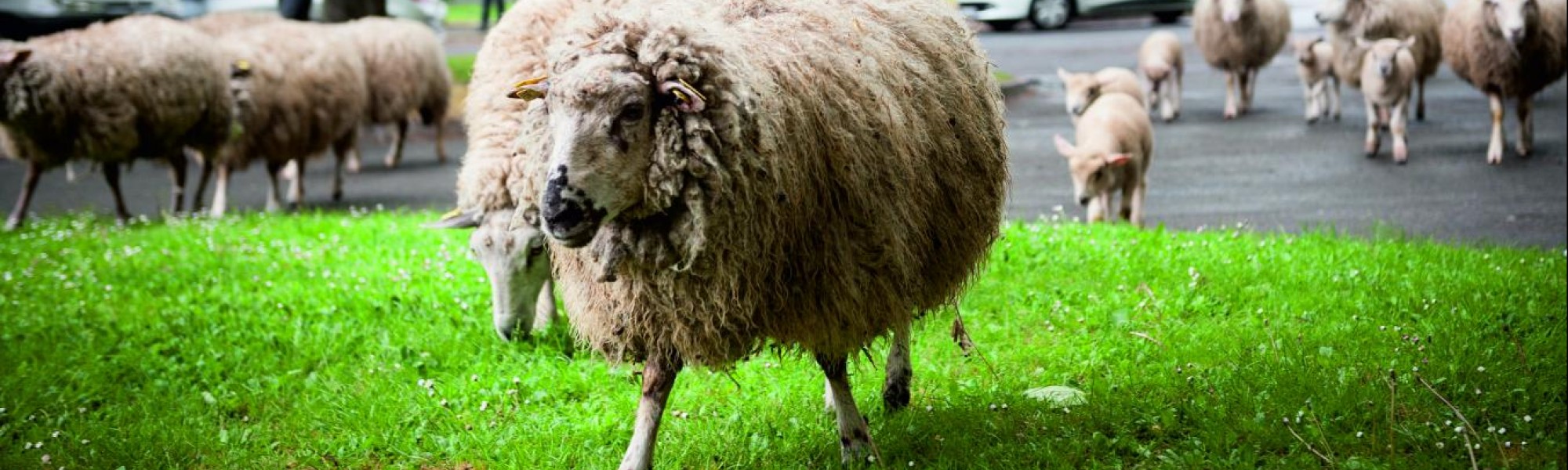 Moutons du parc